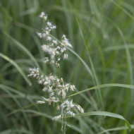 Melinis minutiflora Silver Queen