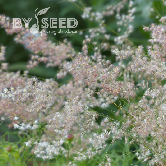 Melinis minutiflora Silver Queen