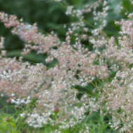 Melinis minutiflora Silver Queen