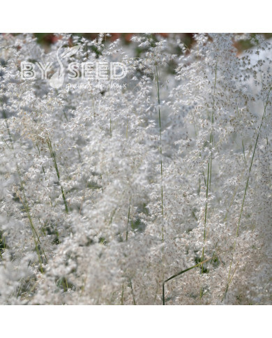 Melinis minutiflora Silver Queen