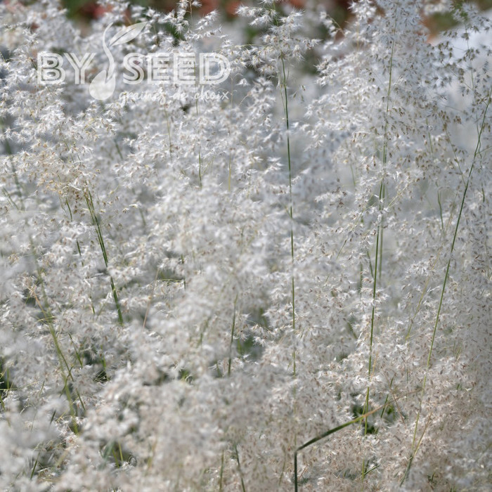 Melinis minutiflora Silver Queen