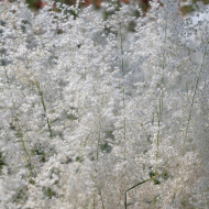 Melinis minutiflora Silver Queen