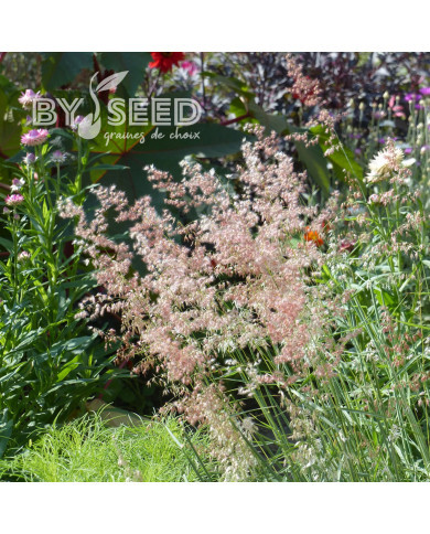 Melinis minutiflora Silver Queen