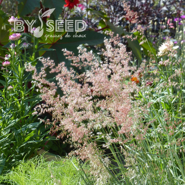 Melinis minutiflora Silver Queen