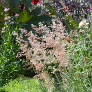 Melinis minutiflora Silver Queen