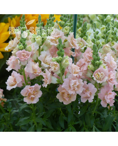 Muflier Snapstar Champagne