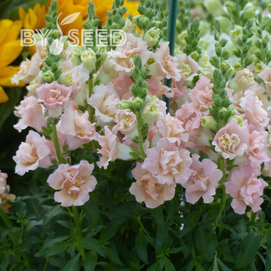 Muflier Snapstar Champagne