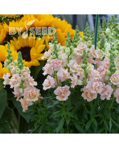 Muflier Snapstar Champagne