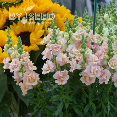 Muflier Snapstar Champagne