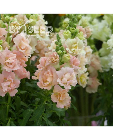 Muflier Snapstar Champagne