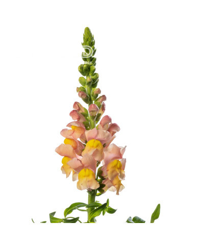 Muflier F1 Avignon Apricot II