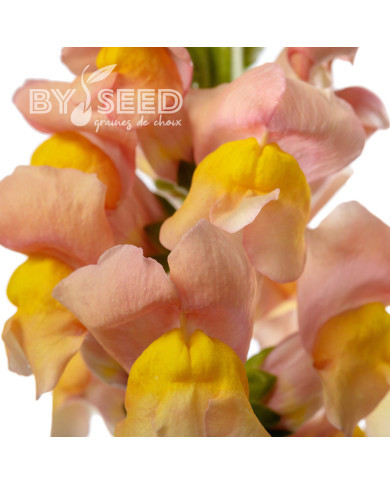 Muflier F1 Avignon Apricot II