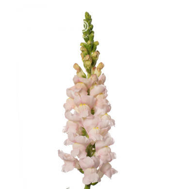 Muflier F1 Avignon Silver II