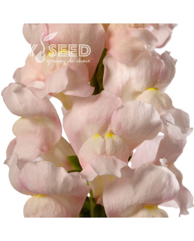 Muflier F1 Avignon Silver II