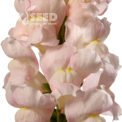 Muflier F1 Avignon Silver II