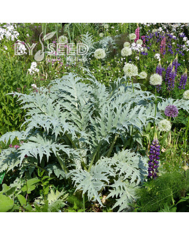 Cardon Plein blanc inerme