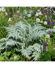 Cardiospermum halicabacum Pois de cœur