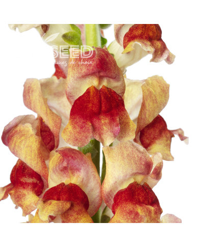 Muflier F1 Avignon Bicolor Yellow II