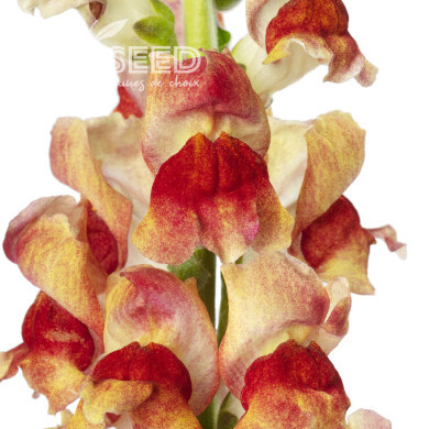 Muflier F1 Avignon Bicolor Yellow II