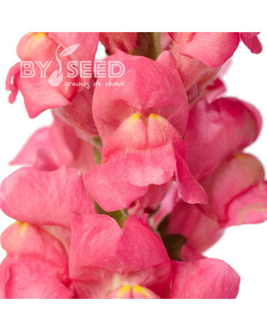 Muflier F1 Avignon Cherry Rose II