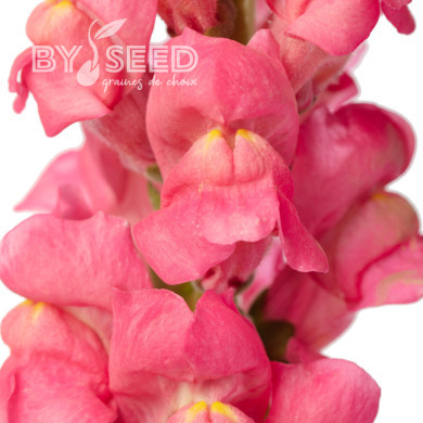 Muflier F1 Avignon Cherry Rose II