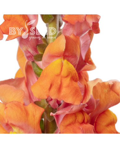 Muflier F1 Avignon Deep Orange II