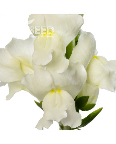 Muflier F1 Avignon Ivory II