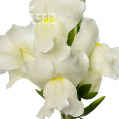 Muflier F1 Avignon Ivory II