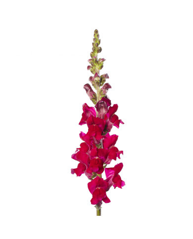 Muflier F1 Avignon Magenta II