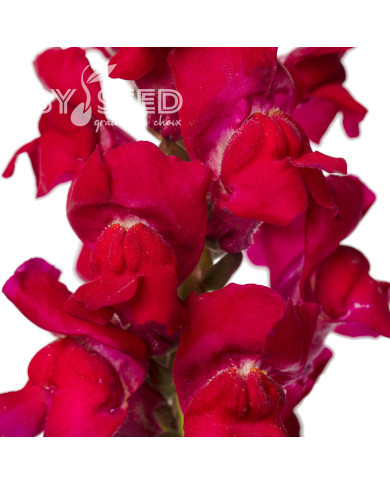 Muflier F1 Avignon Magenta II