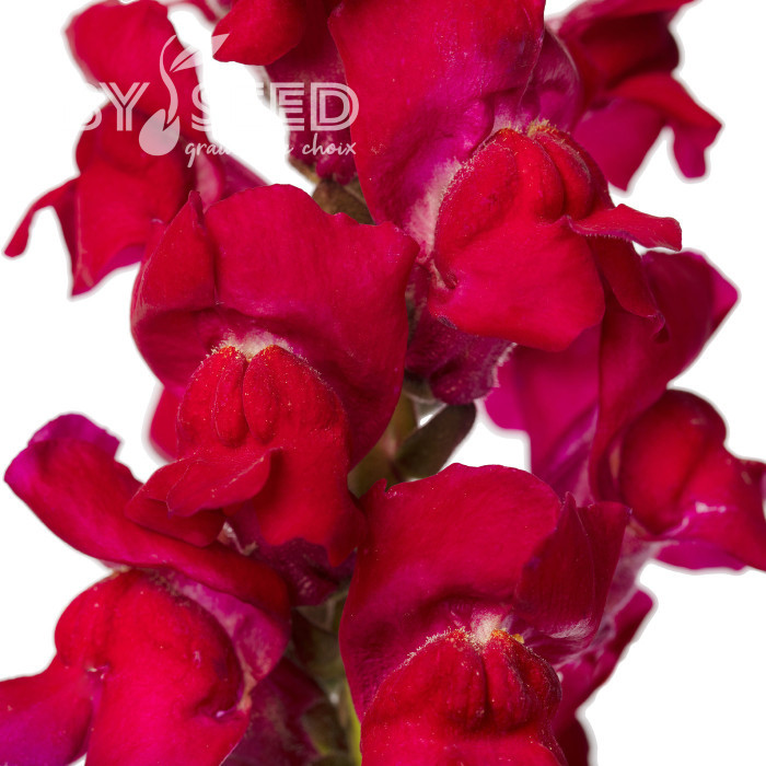 Muflier F1 Avignon Magenta II