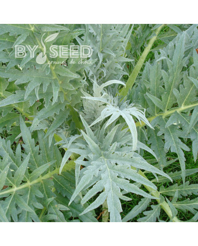 Cardon Plein blanc inerme