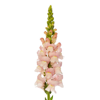 Muflier F1 Avignon Pink II