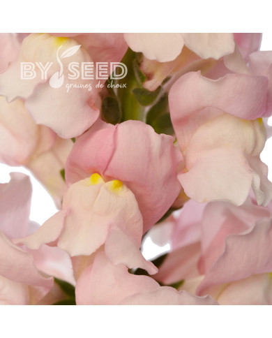 Muflier F1 Avignon Pink II