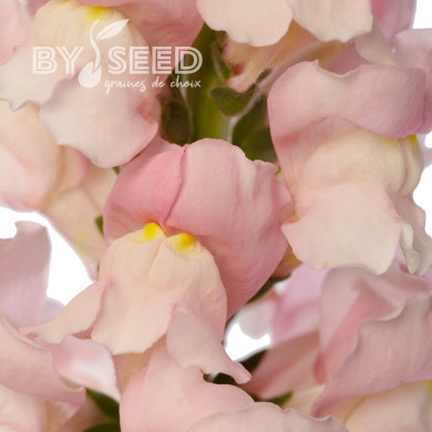 Muflier F1 Avignon Pink II