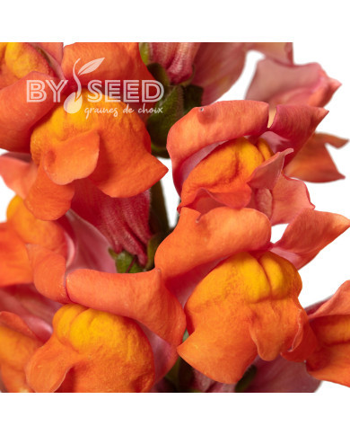 Muflier F1 Cannes Dark Orange III