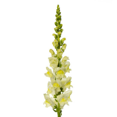 Muflier F1 Cannes Lemon III