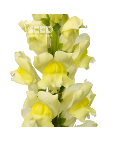 Muflier F1 Cannes Lemon III