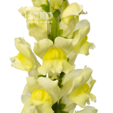 Muflier F1 Cannes Lemon III