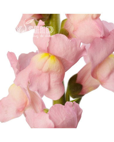 Muflier F1 Cannes Pink III