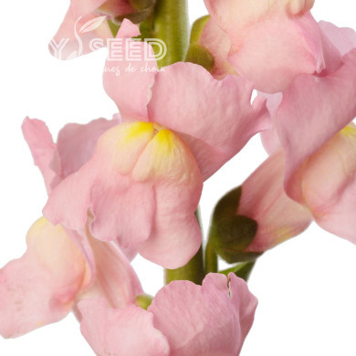 Muflier F1 Cannes Pink III