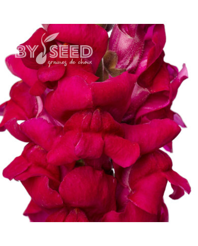 Muflier F1 Cannes Purple III