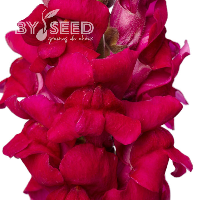 Muflier F1 Cannes Purple III