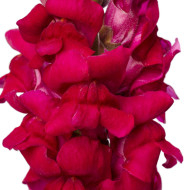 Muflier F1 Cannes Purple III