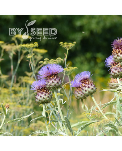 Cardon Plein blanc inerme