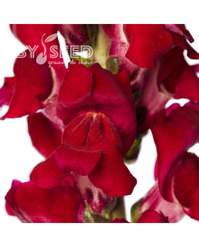 Muflier F1 Cannes Red Delight III