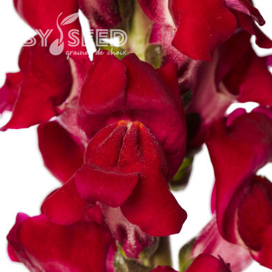 Muflier F1 Cannes Red Delight III