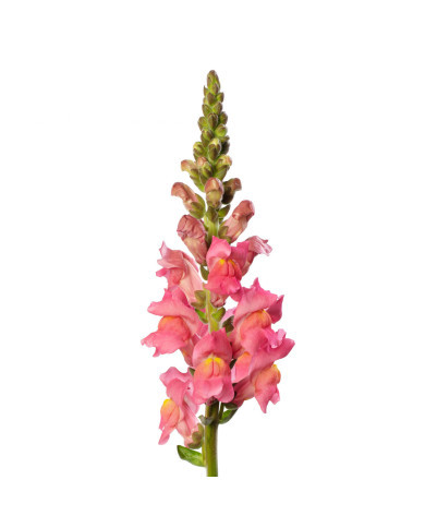 Muflier F1 Cannes Rose III