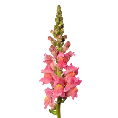 Muflier F1 Cannes Rose III