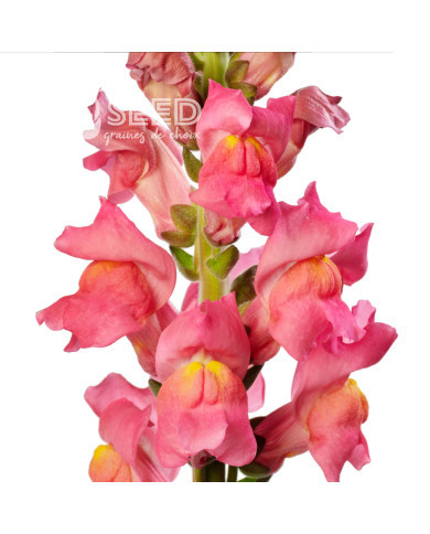 Muflier F1 Cannes Rose III